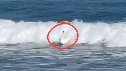 Watch: Swan Surfs A Wave
