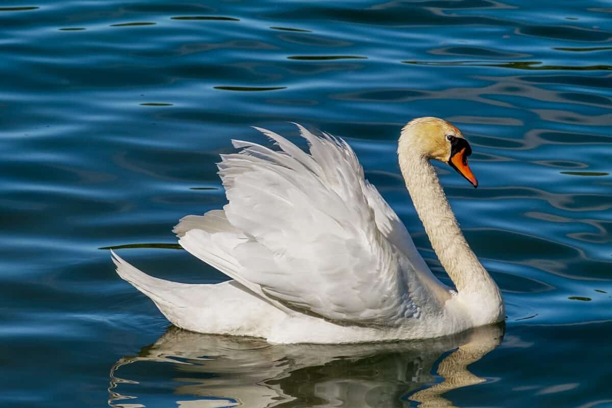 Swan on blue lake