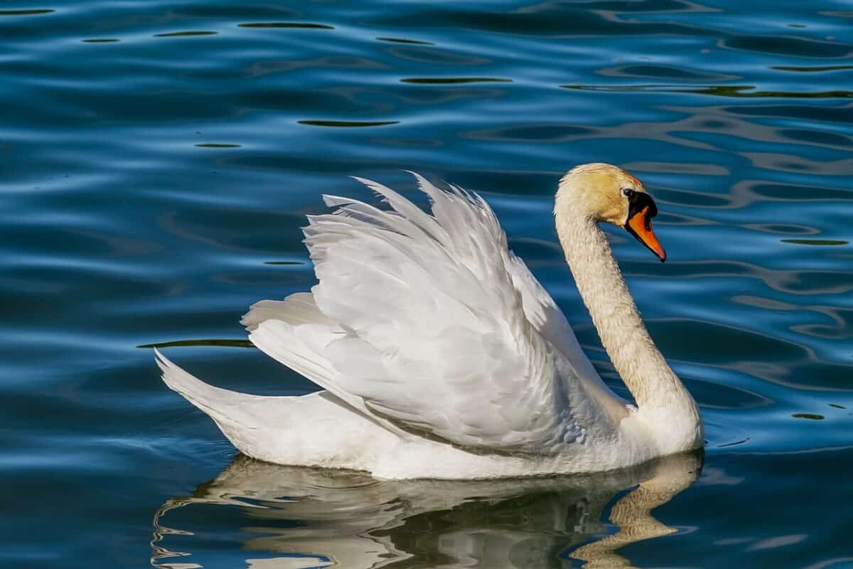 Swan on blue lake