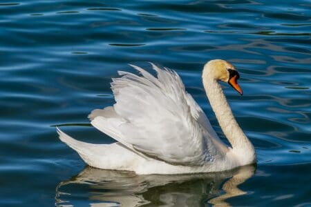 How the Swan Spirit Animal Reflects Grace and Transformation