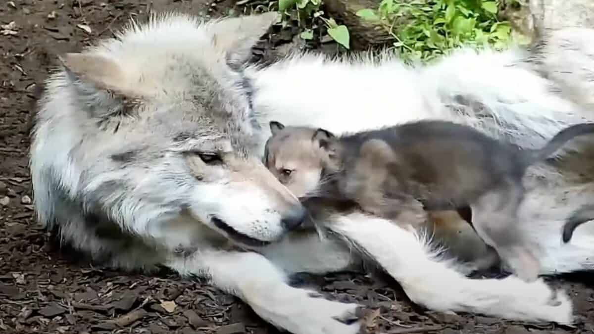 Gray Wolf babysits