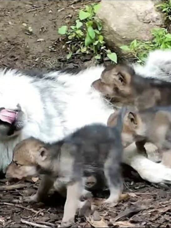 Adorable Rare Mexican Gray Wolf Babysits His Siblings – Watch