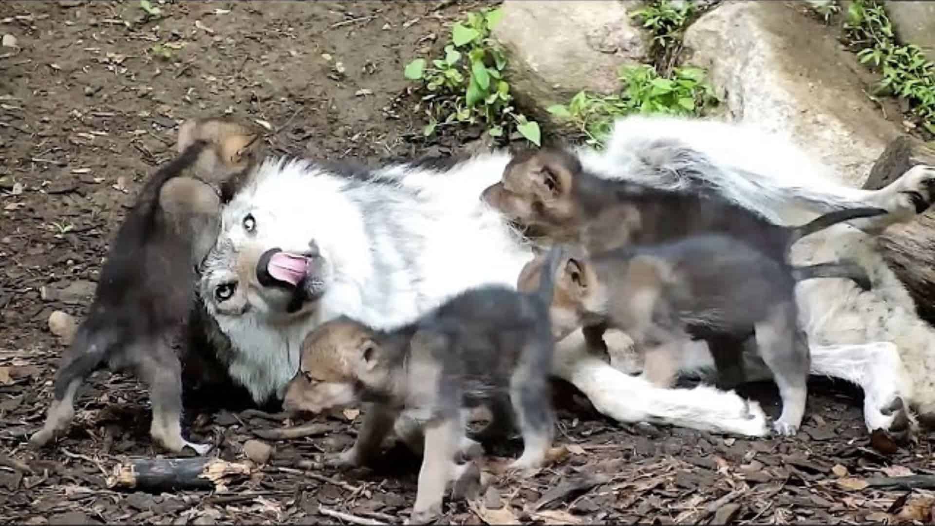 Gray Wolf Babysits