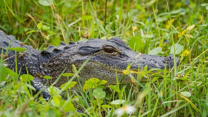 Discover The Largest Alligator Ever Found ‘Big Tex’