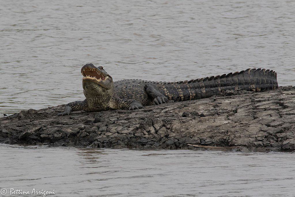 Alligator relaxing