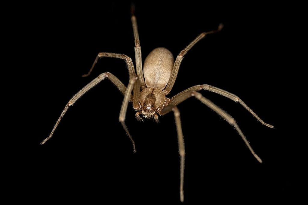 Brown Recluse Spider. Rosa Pineda, CC BY-SA 3.0 https://creativecommons.org/licenses/by-sa/3.0, via Wikimedia Commons
