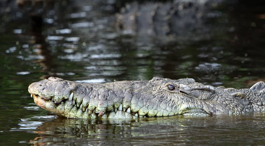 Crocodile cooling 