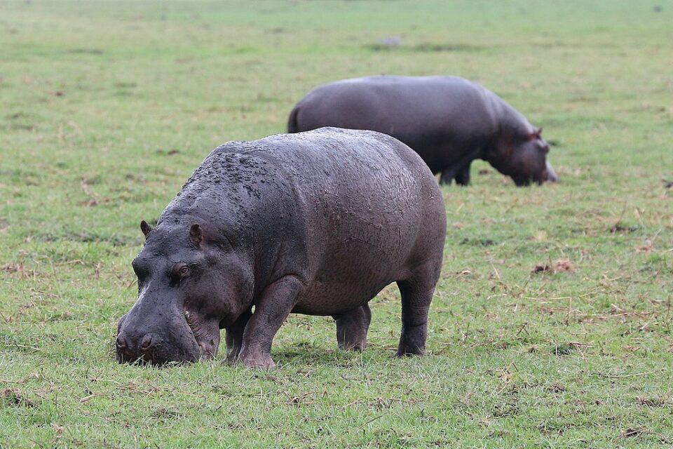 Was Ist Das Größte Landtier Der Welt www.animalsaroundtheglobe.com