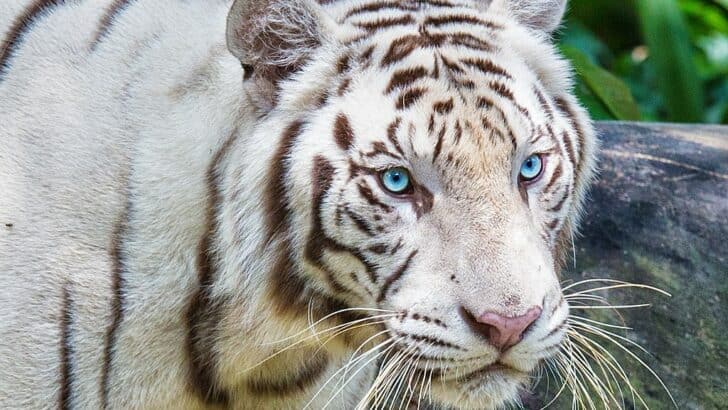 A Closer Look At White Tigers