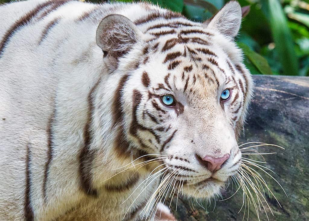 White tiger with striking blue eyes. Hiroshi Jinza, CC BY 3.0 https://creativecommons.org/licenses/by/3.0, via Wikimedia Commons