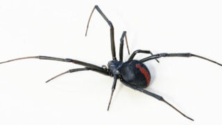 Redback Spider. Toby Hudson, CC BY-SA 3.0 https://creativecommons.org/licenses/by-sa/3.0, via Wikimedia Commons
