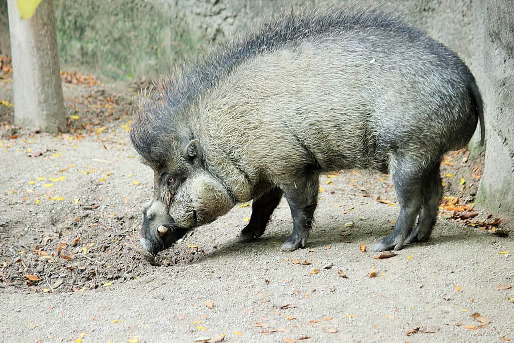 Visayan pig sniffing