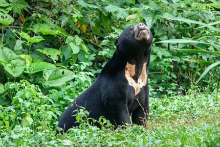 Why Some Species Are Going Nocturnal to Avoid Us