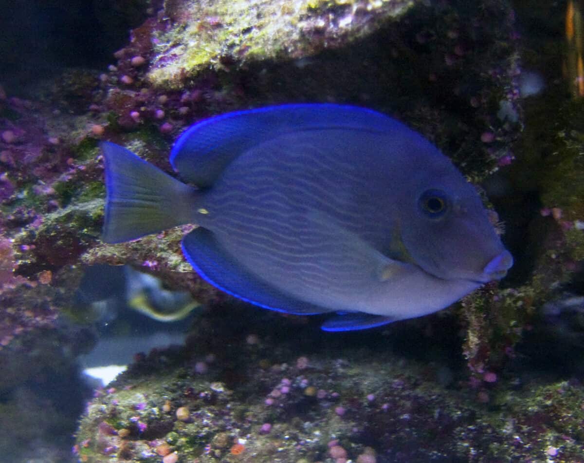 Image of a Blue Tang 