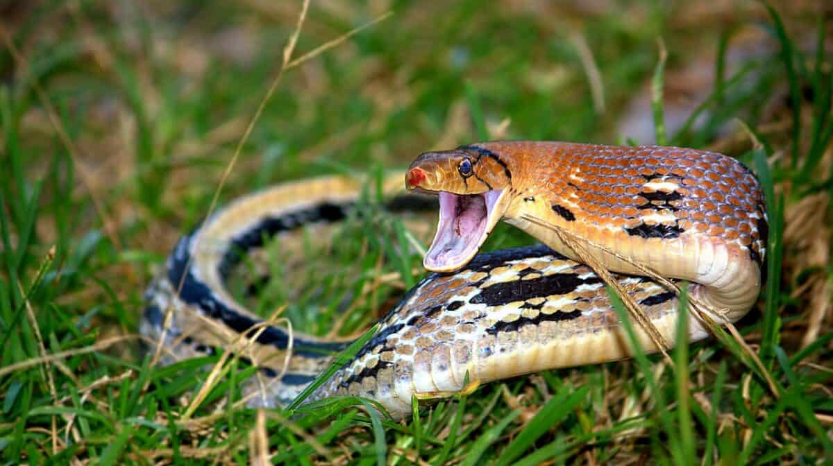 Copper head snake 