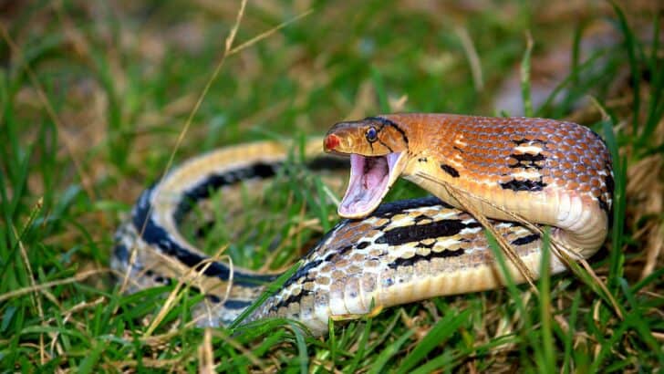 21 Animals That Intimidate Snakes