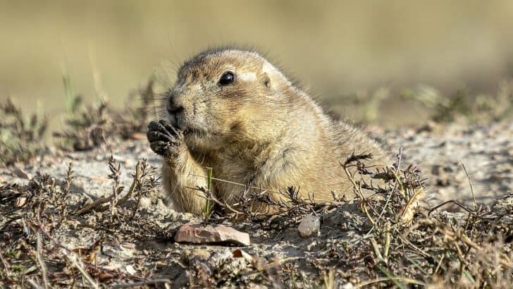 Why Prairie Dogs Have the Most Complex Social Networks