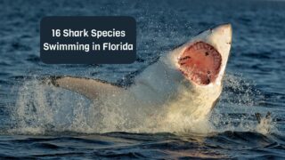 16 Shark Species Swimming in Florida