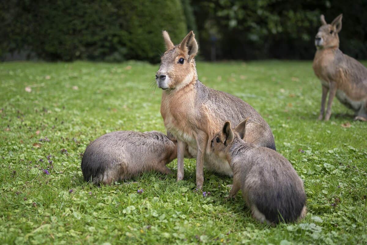 Patagonian Mara