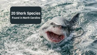 20 Shark Species Found in North Carolina