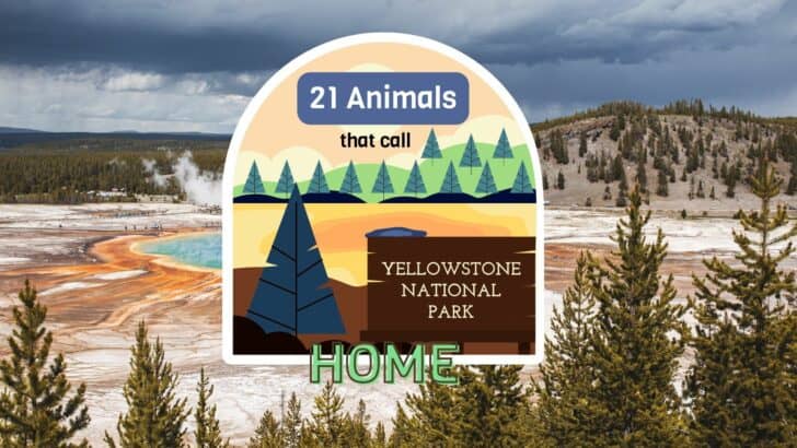 The Top 21 Animals That Call Yellowstone National Park Home