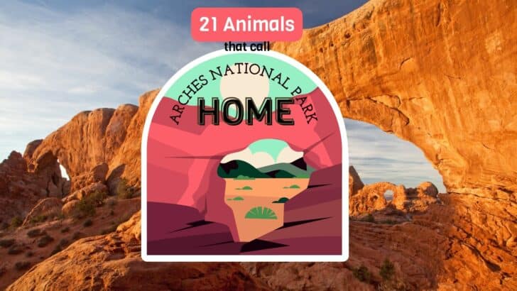 21 Animals That Call Arches National Park Home