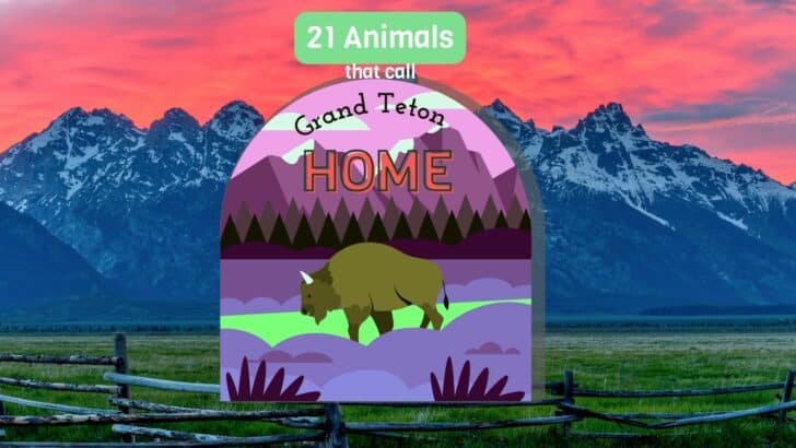 21 Animals That Call Grand Teton National Park Home