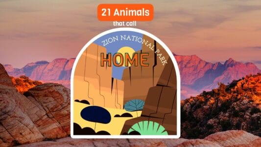 21 Animals That Call Zion National Park Home