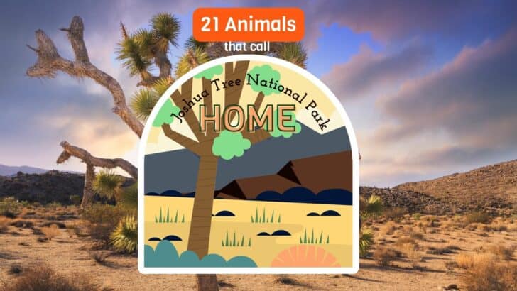 21 Animals That Call Joshua Tree Home
