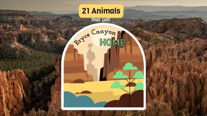 The Top 21 Animals That Call Bryce National Park Home