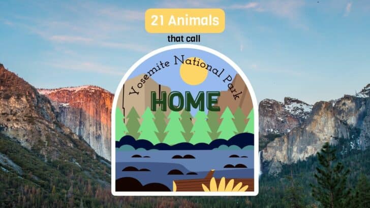 21 Animals That Call Yosemite Home