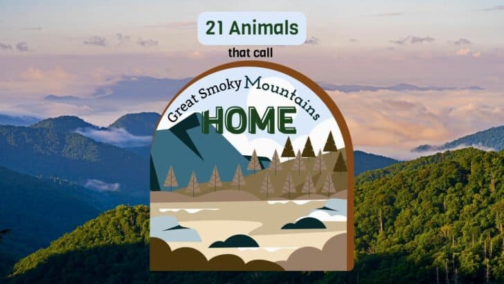 21 Animals That Call The Great Smoky Mountains Home