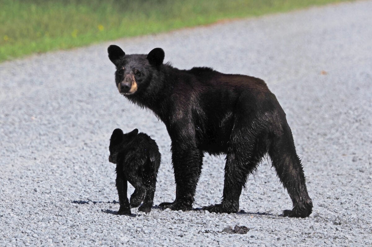 Black bears in Alligator river National Wildlife Refuge.