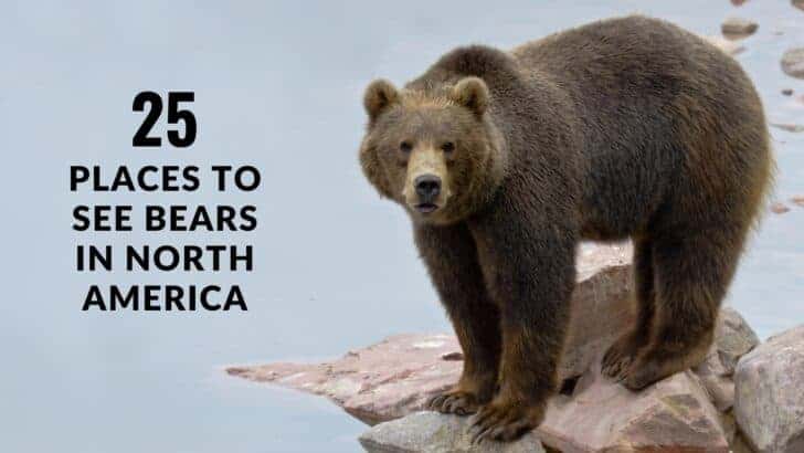 25 Places To See Bears In North America
