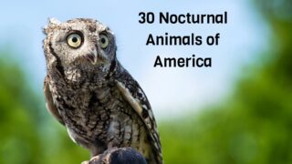 30 Nocturnal Animals of America
