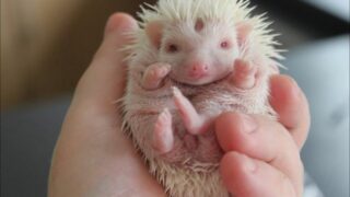 Girl Raises Hedgehog