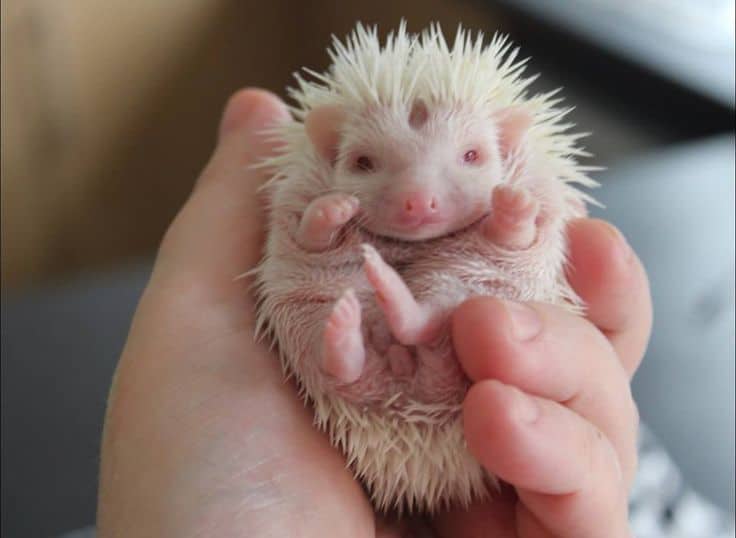 Girl Raises Hedgehog