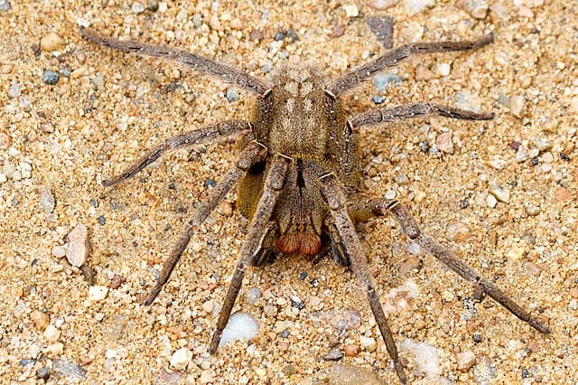Brazilian Wandering Spider. Rodrigo Tetsuo Argenton, CC BY-SA 4.0 https://creativecommons.org/licenses/by-sa/4.0, via Wikimedia Commons
