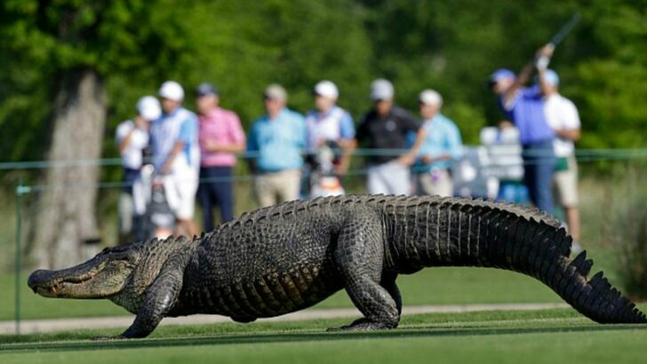 Watch: The PGA TOUR’s Most Wacky Reptile Run-Ins