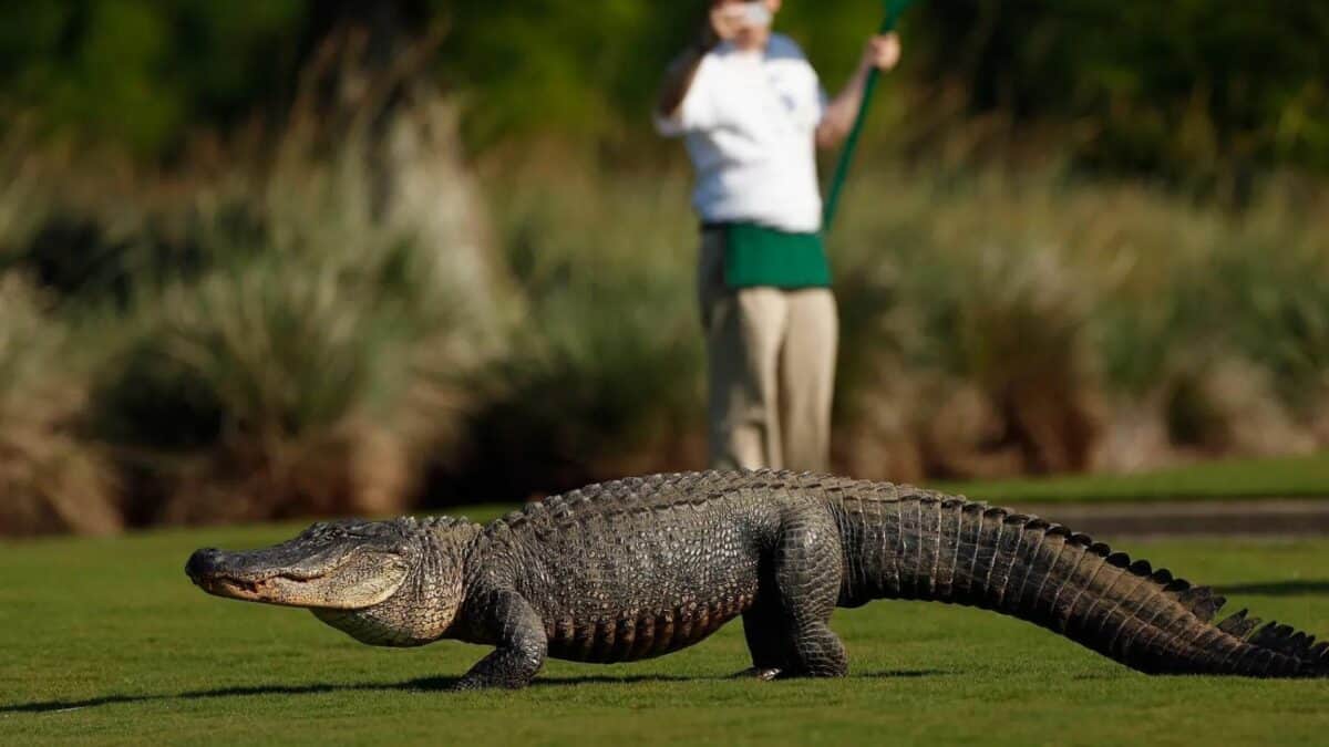 PGA Reptile Run-Ins