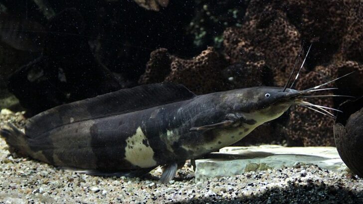 The Fish That Builds Nests