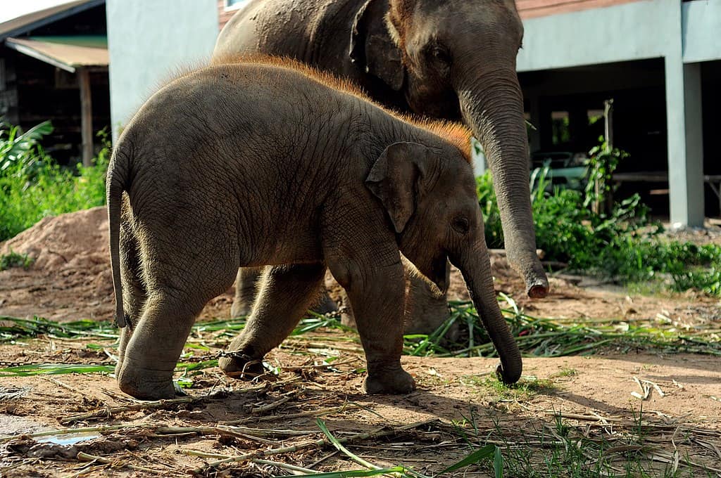 Baby Asian Elephant