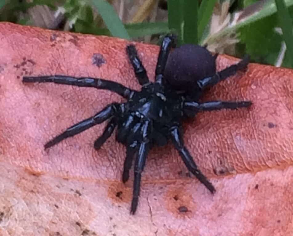 Sydney Funnel-Web Spider. thebeachcomber, CC BY 4.0 https://creativecommons.org/licenses/by/4.0, via Wikimedia Commons