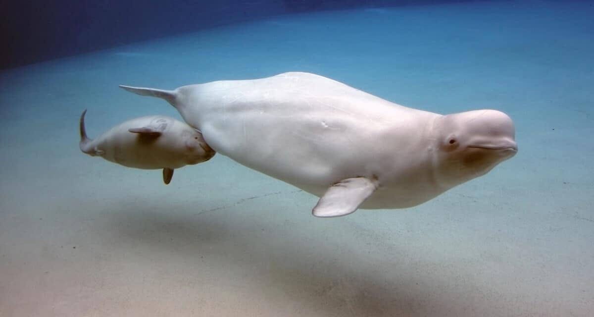 Beluga Whale