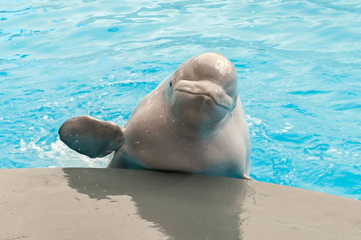 Beluga Whale