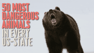 50 Most Dangerous Animals In Every US State via Canvas