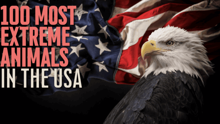 The 100 Most Extreme Animals in the USA