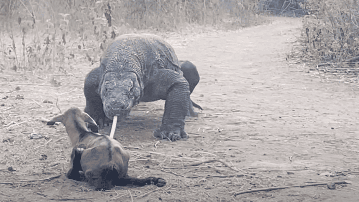 Watch: Komodo Dragon Swallows Baby Goat In Seconds