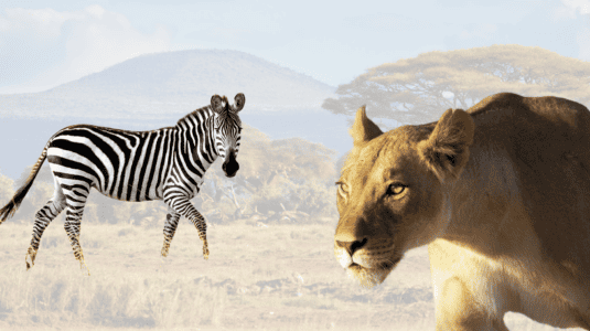 Watch: Zebra Outmaneuvers Lioness in Survival Showdown