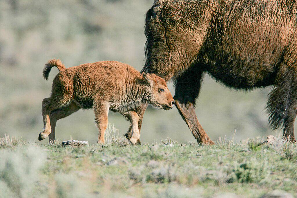 Bison calf following cow 